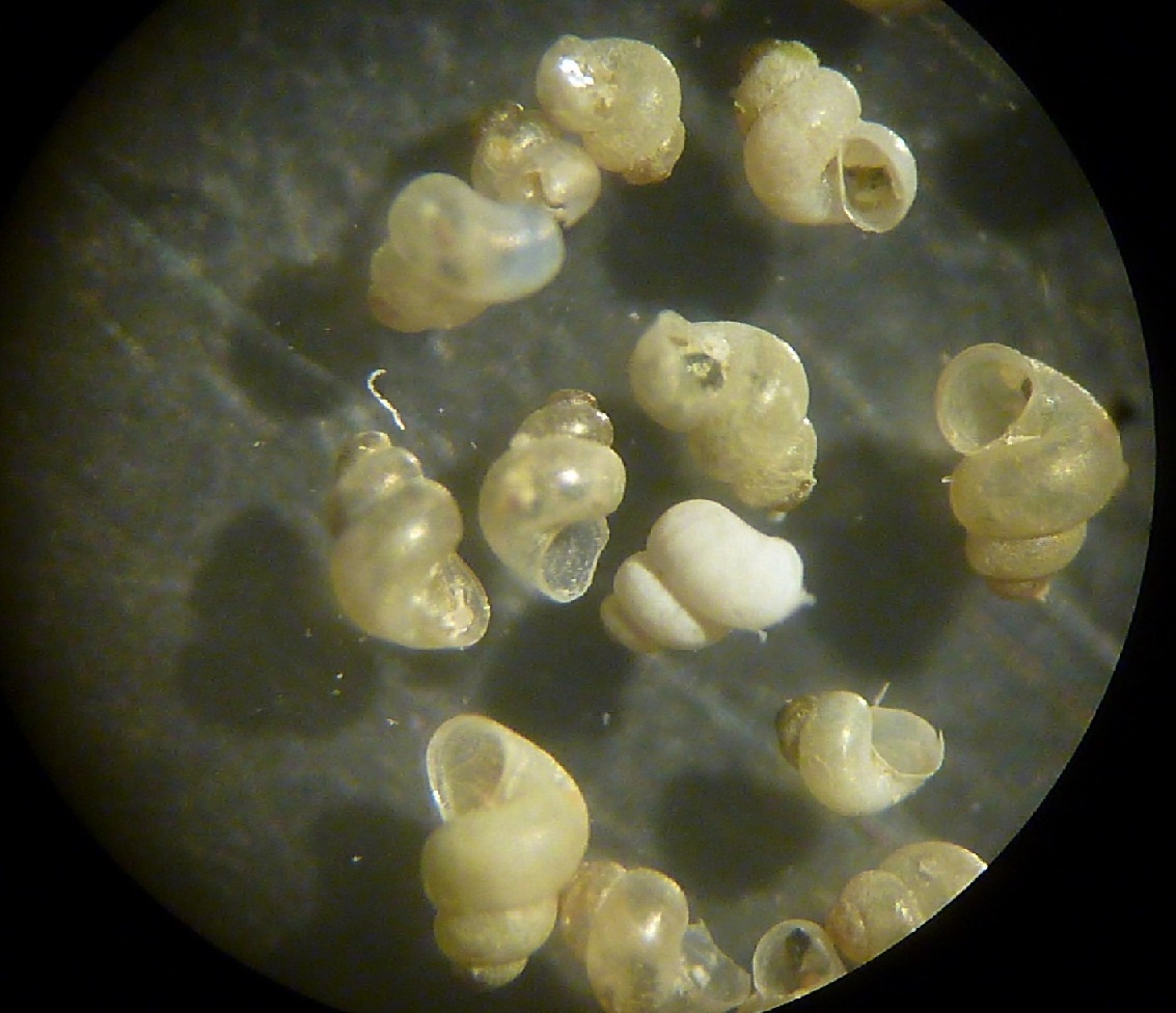 Rudolphsetia  fusca?